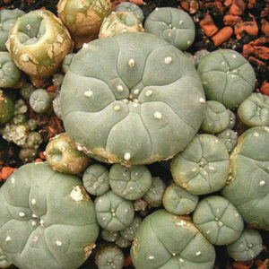 Mescaline Cacti for Sale
