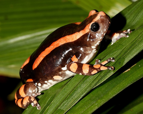 PHRYNOMANTIS BIFASCIATUS TOAD VENOM
